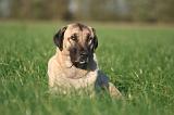 KANGAL 158